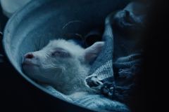 Lamb, il piccolo ibrido Ada, in una scena del film di Valdimar Jóhannsson