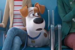 Pets 2 - Vita da animali (2019) - Renaud - Recensione | ASBURY MOVIES